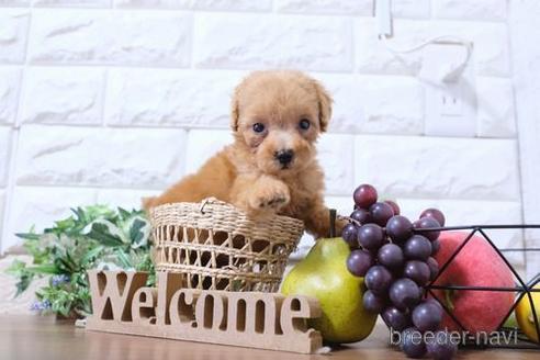 成約済の滋賀県のトイプードル-202401の6枚目