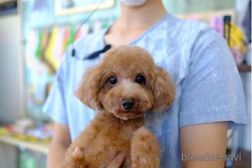 成約済の滋賀県のトイプードル-202401の4枚目