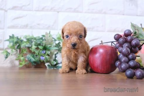 成約済の滋賀県のトイプードル-202401の3枚目