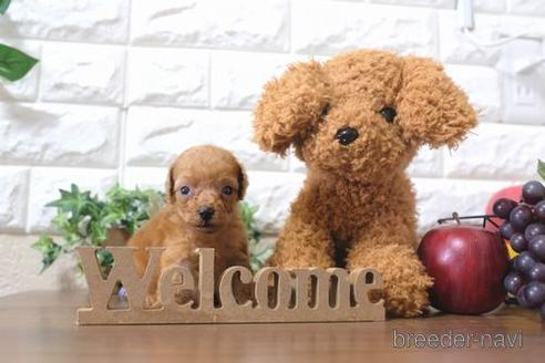 成約済の滋賀県のトイプードル-202401の2枚目