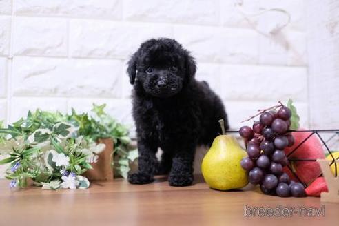 成約済の滋賀県のトイプードル-202403の1枚目