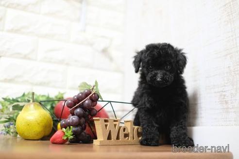 成約済の滋賀県のトイプードル-202403の8枚目