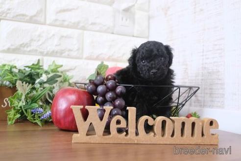 成約済の滋賀県のトイプードル-202403の5枚目