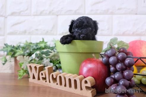 成約済の滋賀県のトイプードル-202403の4枚目