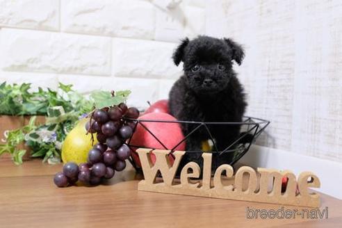 成約済の滋賀県のトイプードル-202406の6枚目