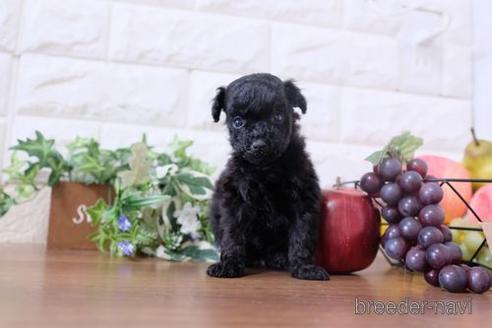 成約済の滋賀県のトイプードル-202406の3枚目