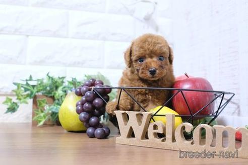 成約済の滋賀県のトイプードル-202422の1枚目