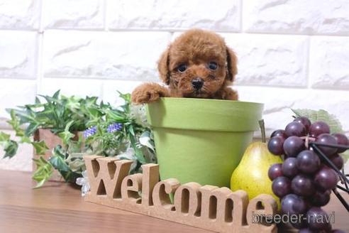 成約済の滋賀県のトイプードル-202422の6枚目