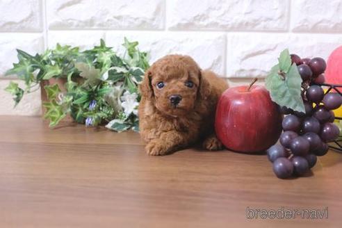 成約済の滋賀県のトイプードル-202422の3枚目