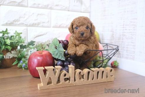 成約済の滋賀県のトイプードル-202422の2枚目