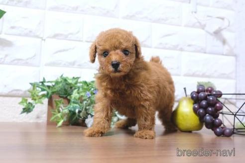 成約済の滋賀県のトイプードル-202430の1枚目