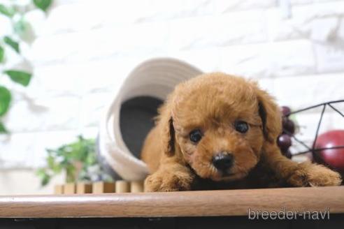 成約済の滋賀県のトイプードル-202430の6枚目