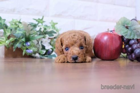 成約済の滋賀県のトイプードル-202430の3枚目