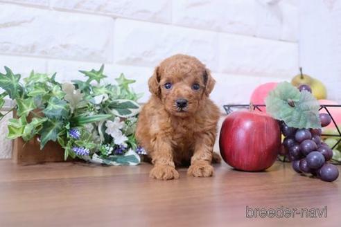 成約済の滋賀県のトイプードル-202430の2枚目