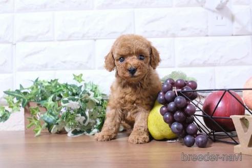 成約済の滋賀県のトイプードル-202433