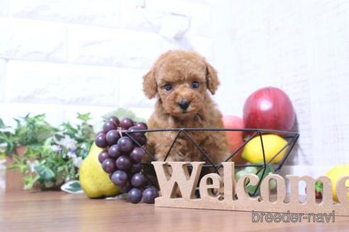 成約済の滋賀県のトイプードル-202433の6枚目