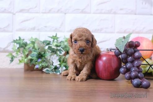 成約済の滋賀県のトイプードル-202433の2枚目