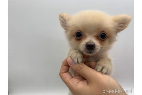 ミックス ポメチワ ポメラニアン チワワ の子犬を探す ブリーダーナビ