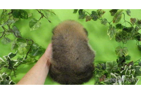 成約済の神奈川県のポメラニアン-204608の5枚目