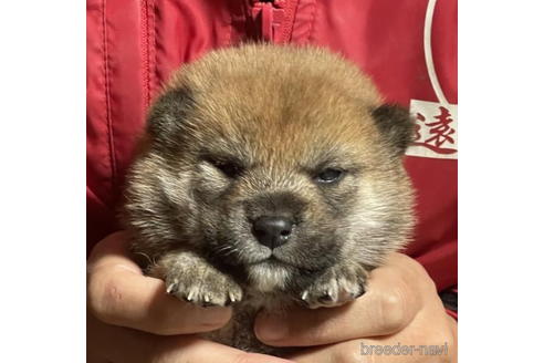 成約済の千葉県の柴犬-204640の1枚目