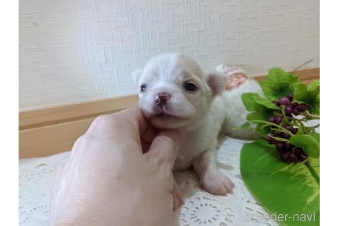 成約済の広島県のチワワ(ロングコート)-204657の51枚目