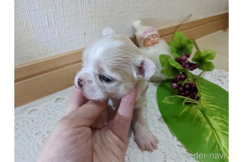 成約済の広島県のチワワ(ロングコート)-204657の50枚目