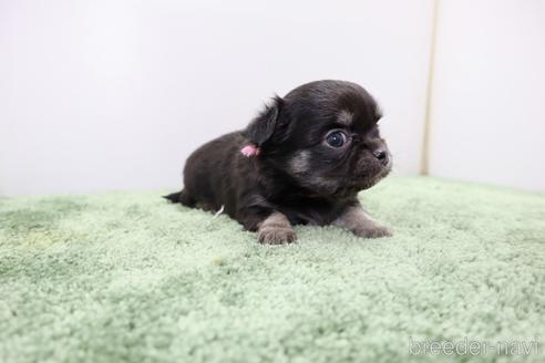 成約済の群馬県のチワワ(ロングコート)-201686の10枚目