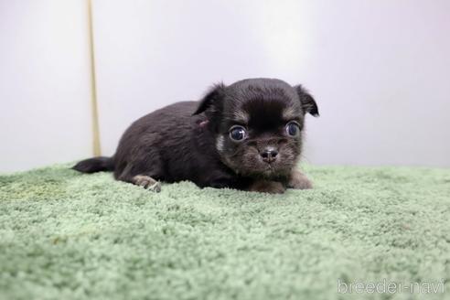 成約済の群馬県のチワワ(ロングコート)-201686の8枚目