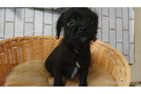 成約済の岡山県のミックス犬-199574の11枚目