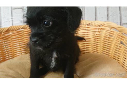 成約済の岡山県のミックス犬-199574の13枚目