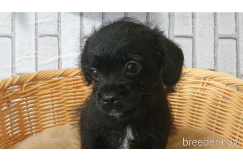 成約済の岡山県のミックス犬-199574の14枚目
