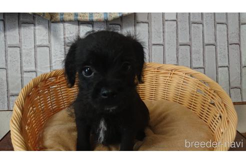 成約済の岡山県のミックス犬-199574の15枚目