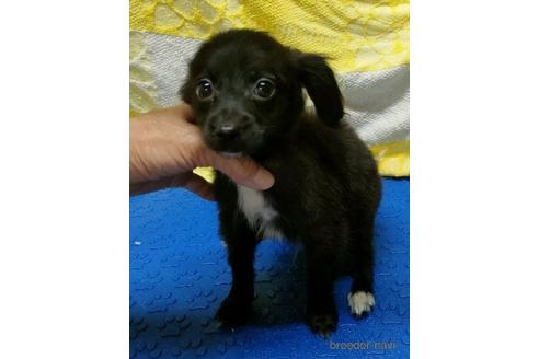 成約済の岐阜県のミックス犬-204694