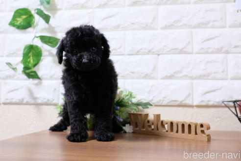 成約済の滋賀県のトイプードル-202403の3枚目