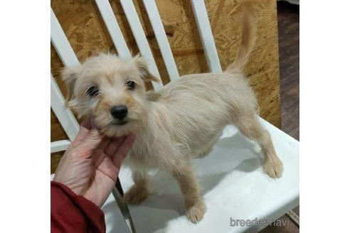 成約済の岐阜県のミックス犬-204697の1枚目