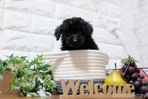 成約済の滋賀県のトイプードル-202403の2枚目