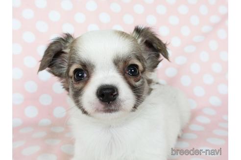 成約済の千葉県のチワワ(ロングコート)-201392の5枚目