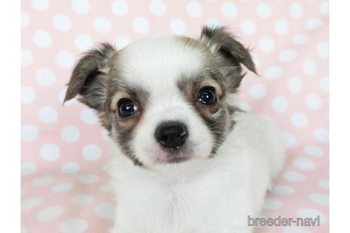 成約済の千葉県のチワワ(ロングコート)-201392の6枚目