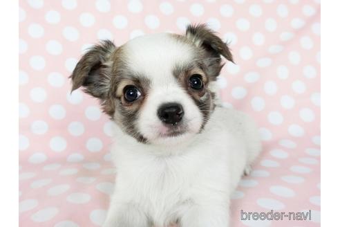 成約済の千葉県のチワワ(ロングコート)-201392の4枚目