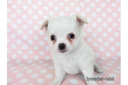 成約済の千葉県のチワワ(ロングコート)-201402の3枚目