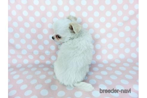 成約済の千葉県のチワワ(ロングコート)-201402の4枚目