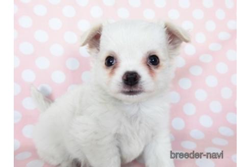 成約済の千葉県のチワワ(ロングコート)-201402の2枚目