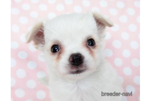 成約済の千葉県のチワワ(ロングコート)-201402の1枚目