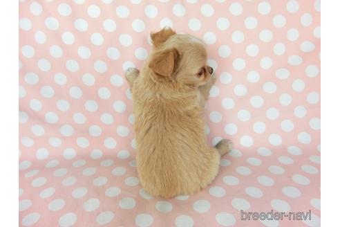 成約済の千葉県のチワワ(ロングコート)-201398の4枚目