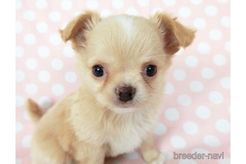 成約済の千葉県のチワワ(ロングコート)-201398の3枚目