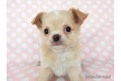 成約済の千葉県のチワワ(ロングコート)-201398の2枚目