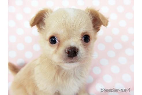 成約済の千葉県のチワワ(ロングコート)-201398の1枚目