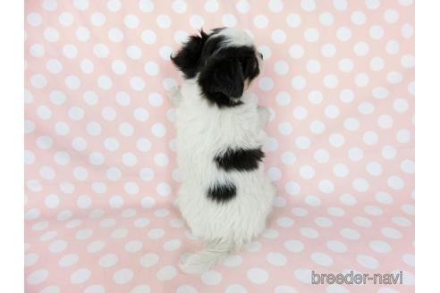 成約済の千葉県のチワワ(ロングコート)-201396の7枚目