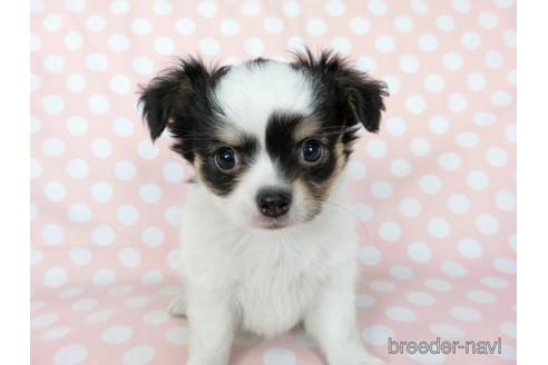 成約済の千葉県のチワワ(ロングコート)-201396の6枚目