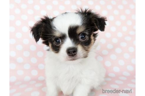 成約済の千葉県のチワワ(ロングコート)-201396の5枚目